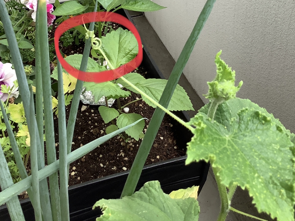 ピーマンとアブラムシとマリーゴールド！きゅうりの蔓がネギに巻きついてた！野菜ちゃん達の日常