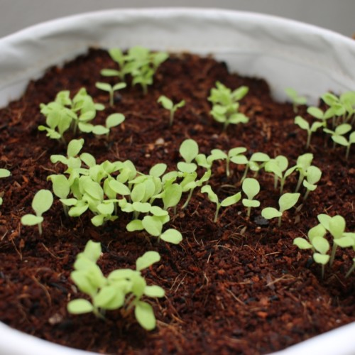 【野菜の成長記録】続々と新芽が出てきたよ♪感動の毎日！