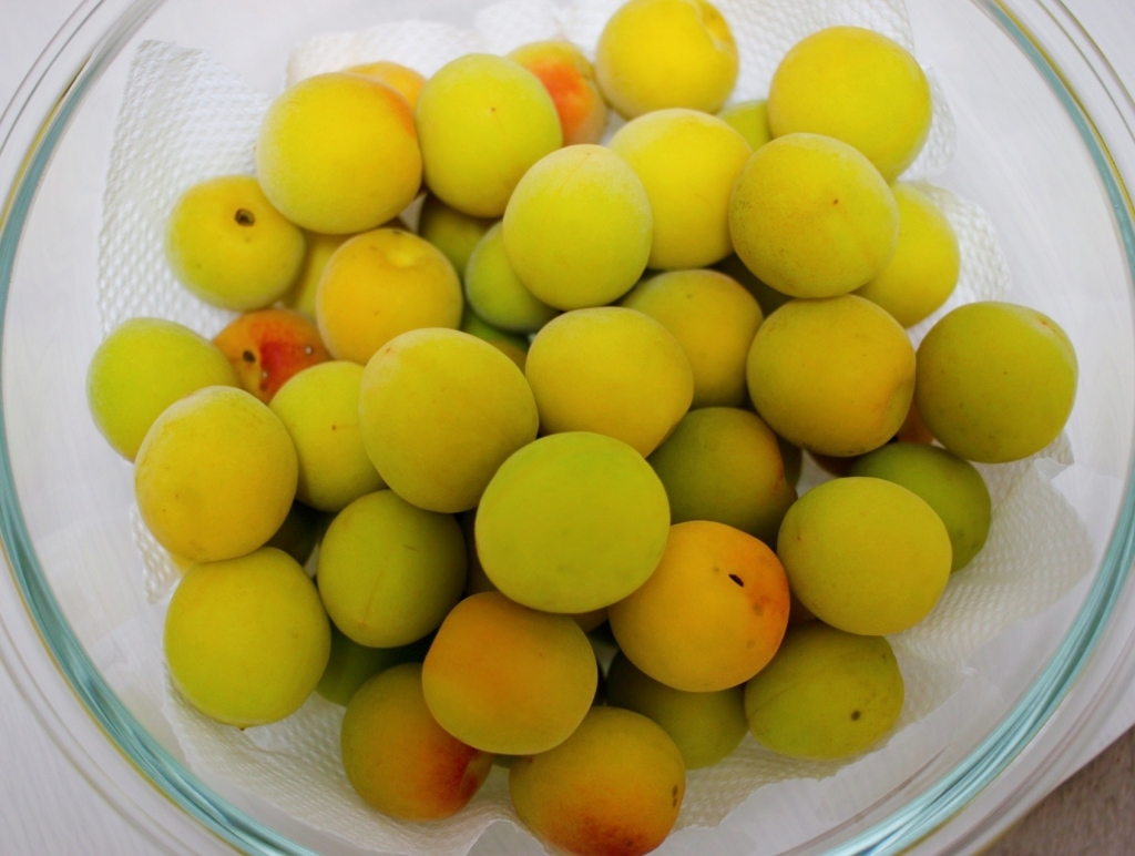 初！梅の仕込み！